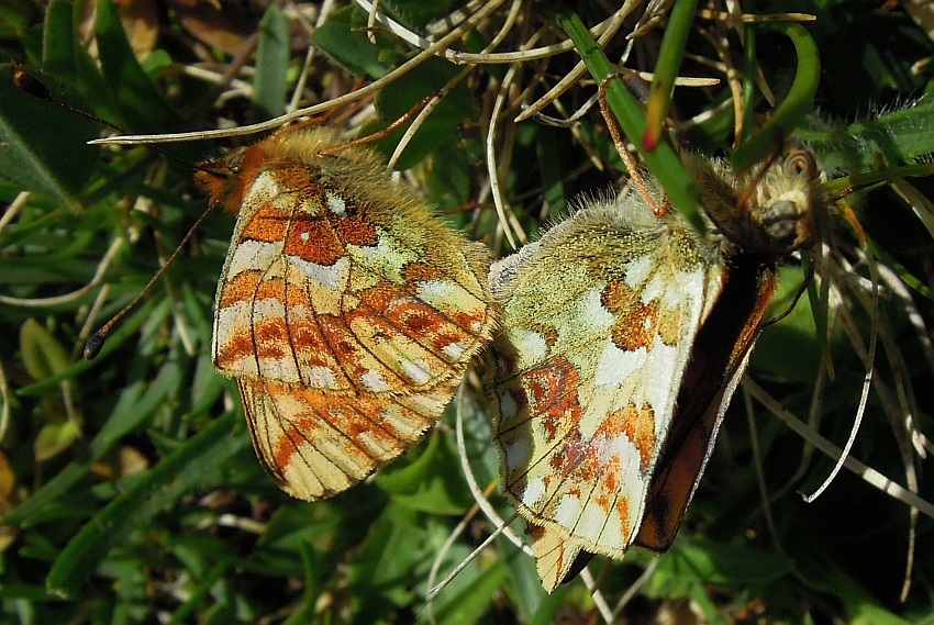 Accoppiamento .... boloria pales?