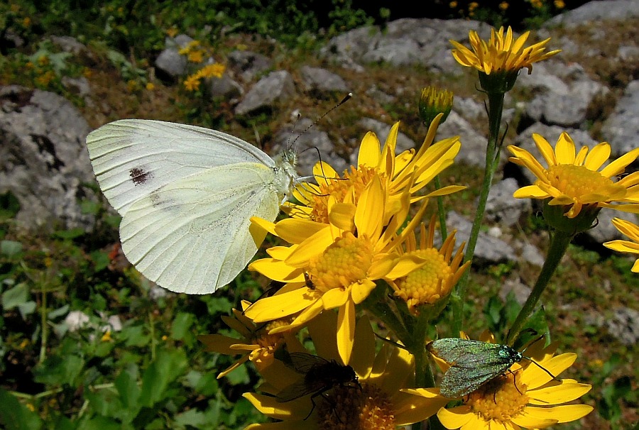 Pieridae