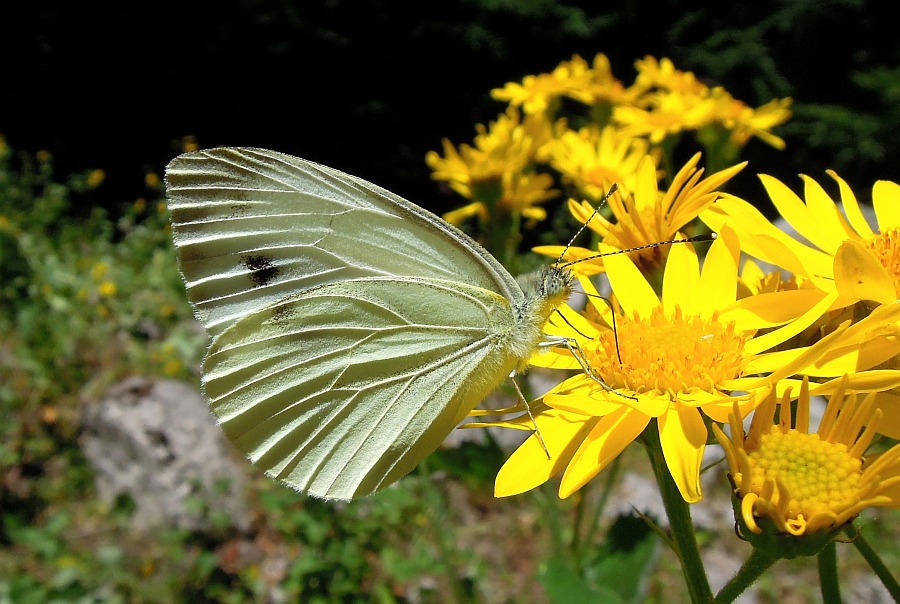 Pieridae
