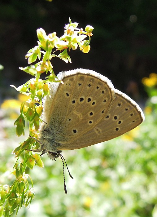 Lycaenidae