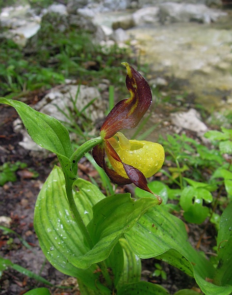 Cypripedium calceolus