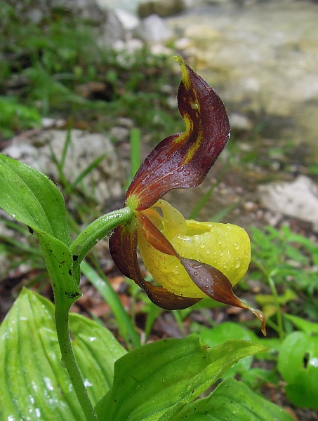 Cypripedium calceolus