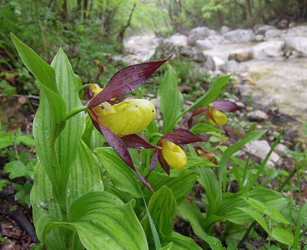 Cypripedium calceolus