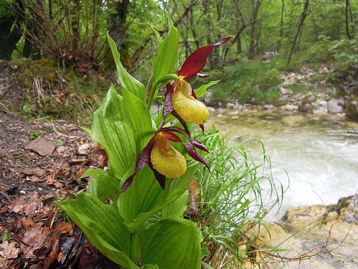 Cypripedium calceolus