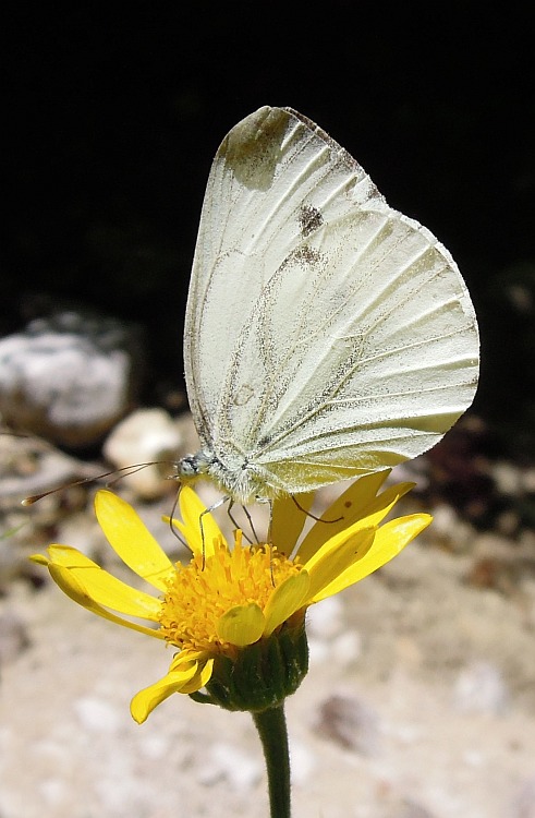 Pieridae