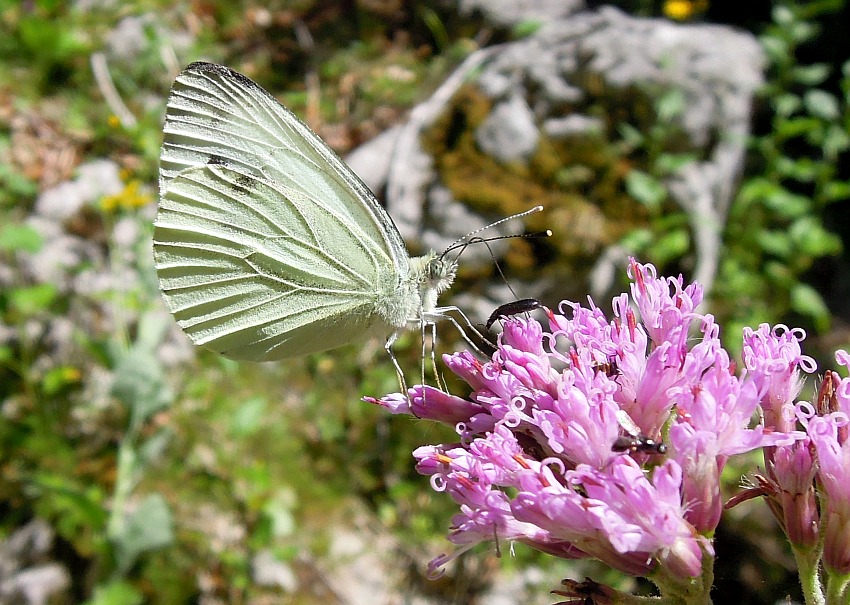 Pieridae