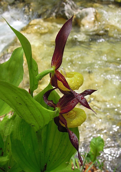 Cypripedium calceolus