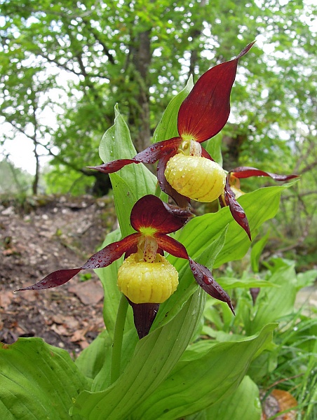 Cypripedium calceolus