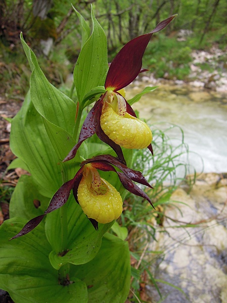 Cypripedium calceolus