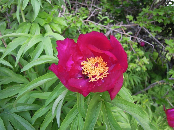 Paeonia officinalis subsp. italica /  Peonia italica