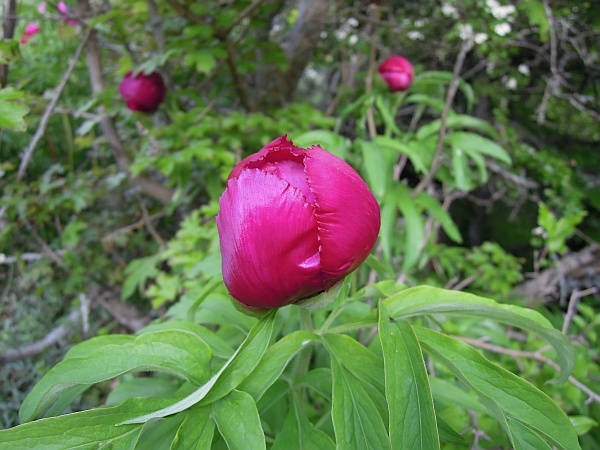 Paeonia officinalis subsp. italica /  Peonia italica