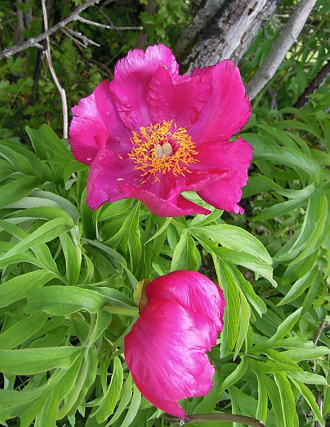 Paeonia officinalis subsp. italica /  Peonia italica