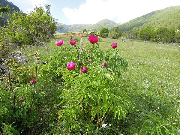 Paeonia officinalis subsp. italica /  Peonia italica