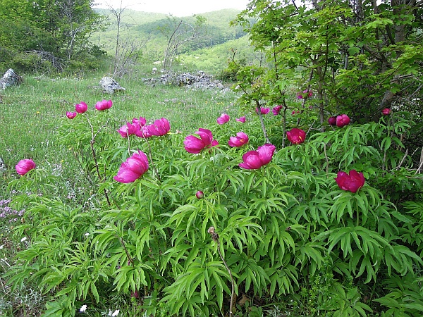 Paeonia officinalis subsp. italica /  Peonia italica