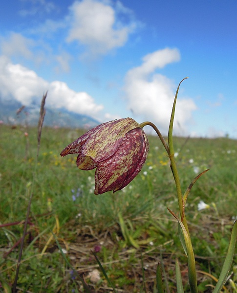 Fritillaria orientalis