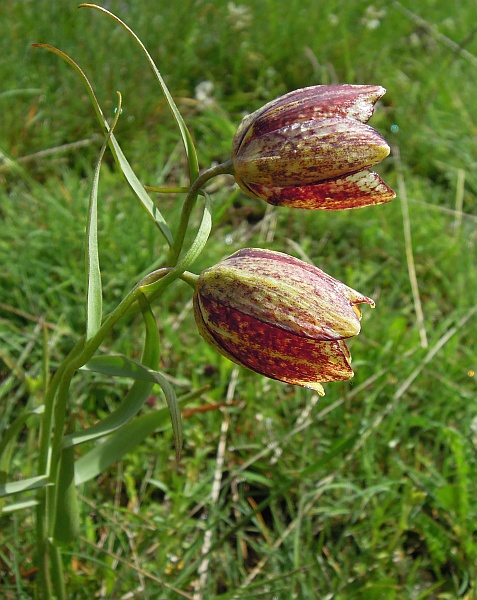 Fritillaria orientalis
