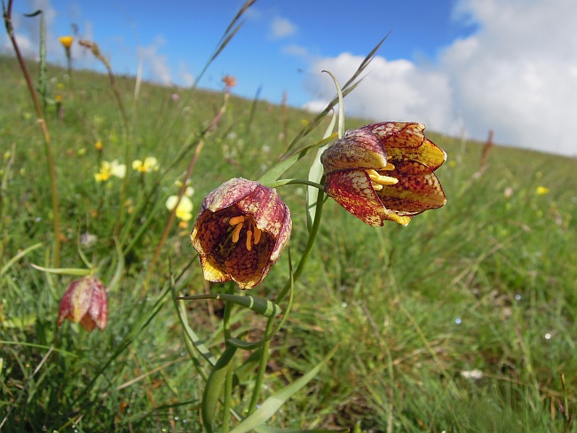 Fritillaria orientalis