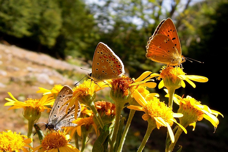 Lycaenidae
