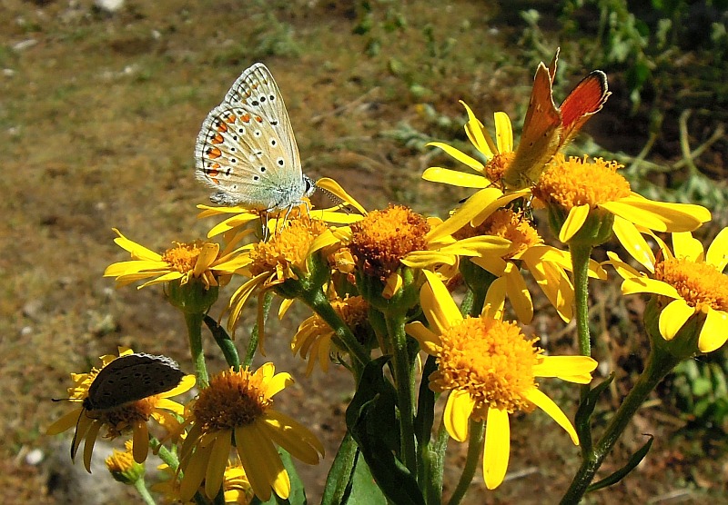 Lycaenidae