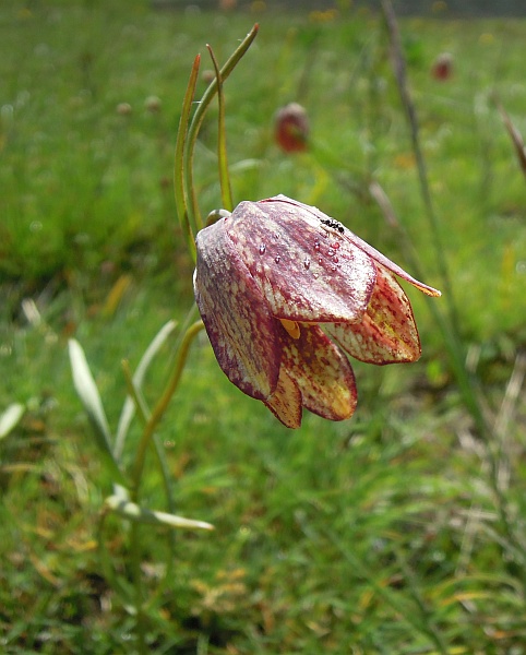 Fritillaria orientalis