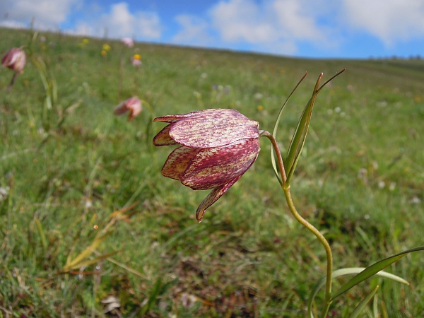 Fritillaria orientalis