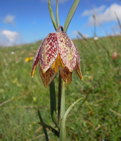 Fritillaria orientalis