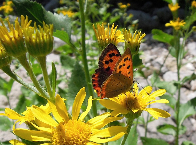 Lycaenidae