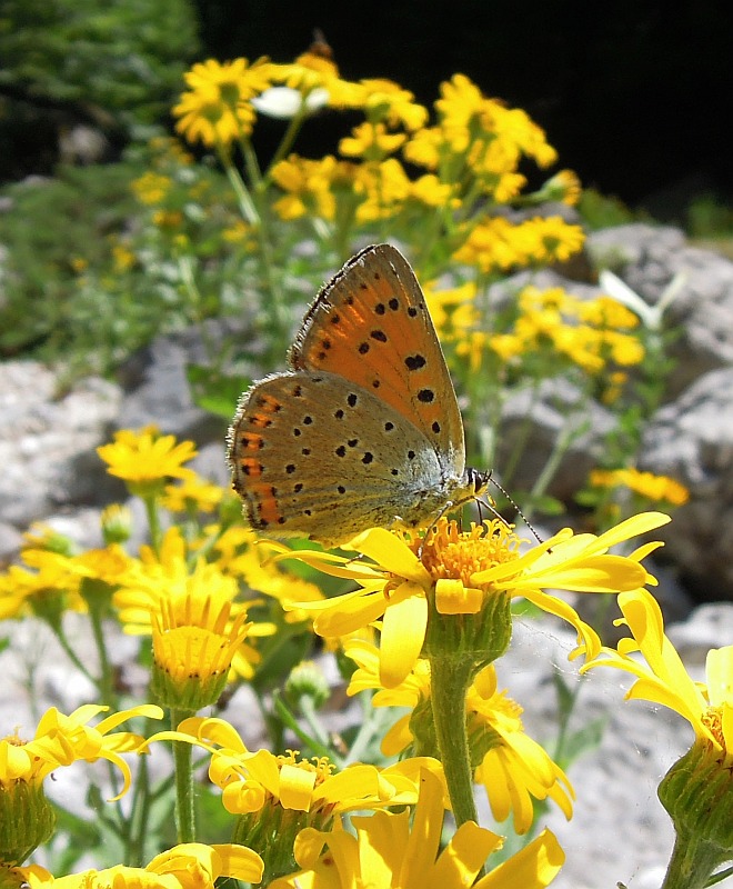 Lycaenidae