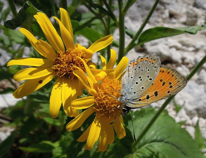 Lycaenidae