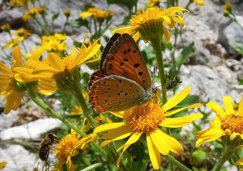 Lycaenidae