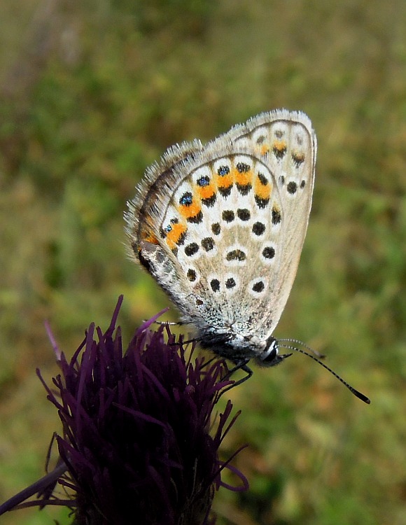 Plebeius .... sp. ?