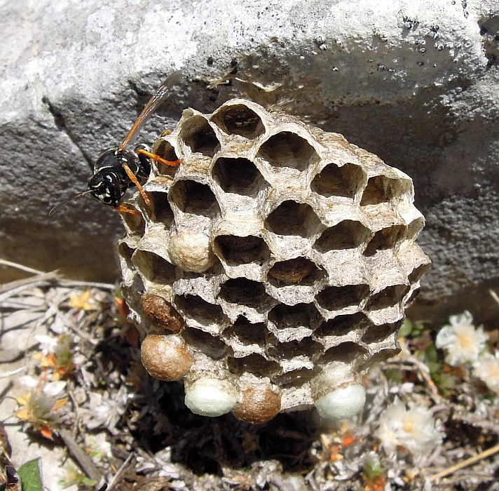 Chi le costruisce? Polistes biglumis (Vespidae)