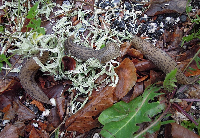 Limax maximus di Opi (Aq)