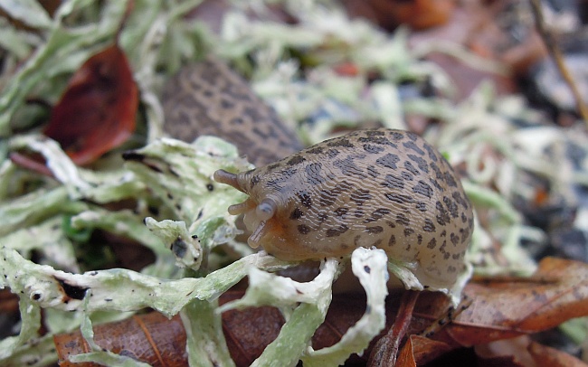 Limax maximus di Opi (Aq)