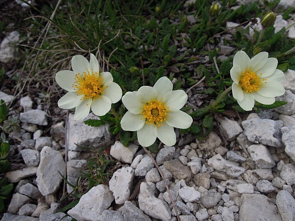 Dryas octopetala / Camedrio alpino