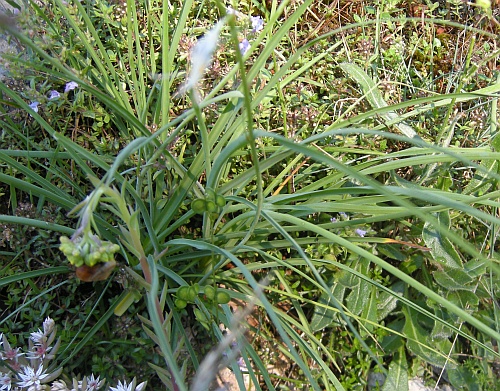 Liliacea - Anthericum liliago.