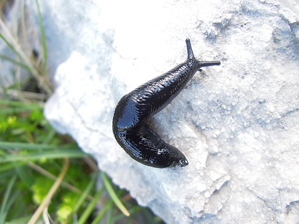 Limax pendici monte Meta