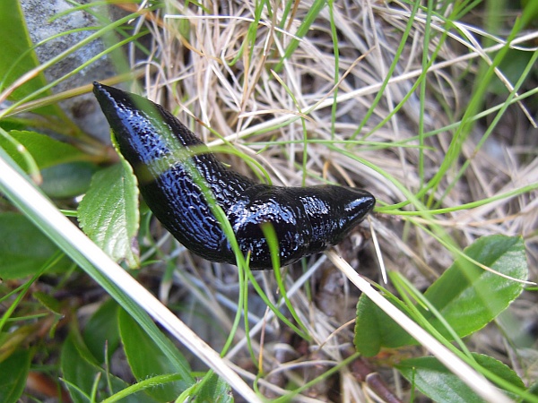 Limax pendici monte Meta