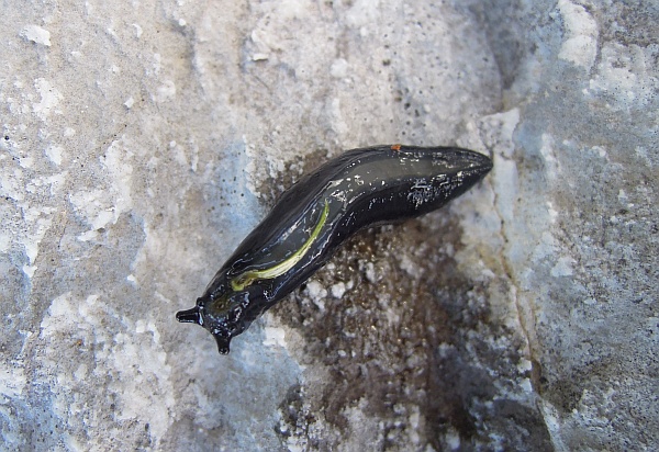 Limax pendici monte Meta