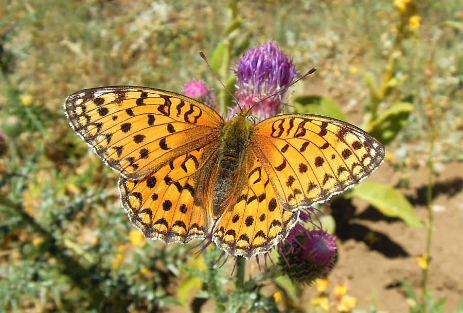 Argynnis niobe