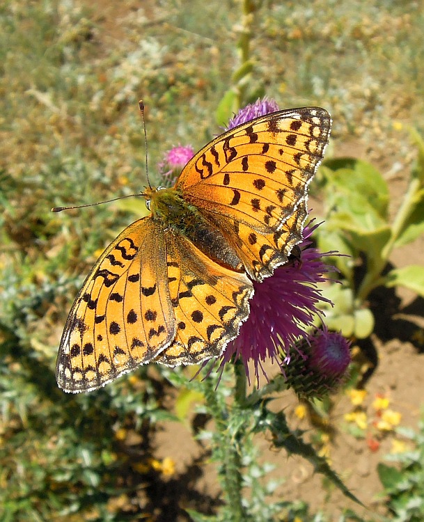 Argynnis niobe