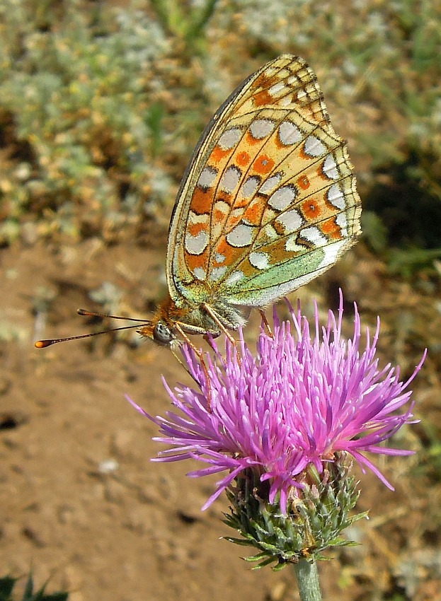 Argynnis niobe