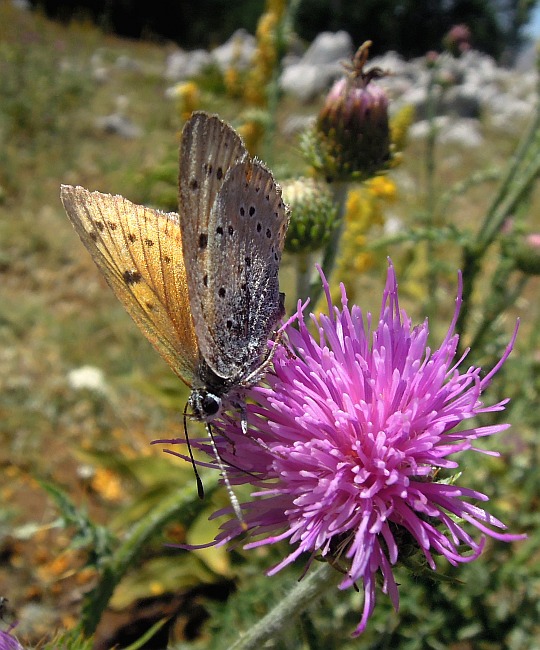 Lycaena alciphron?