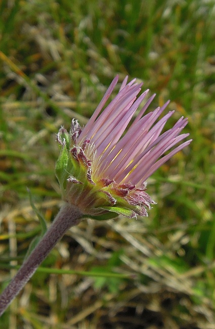 Erigeron ... quale?