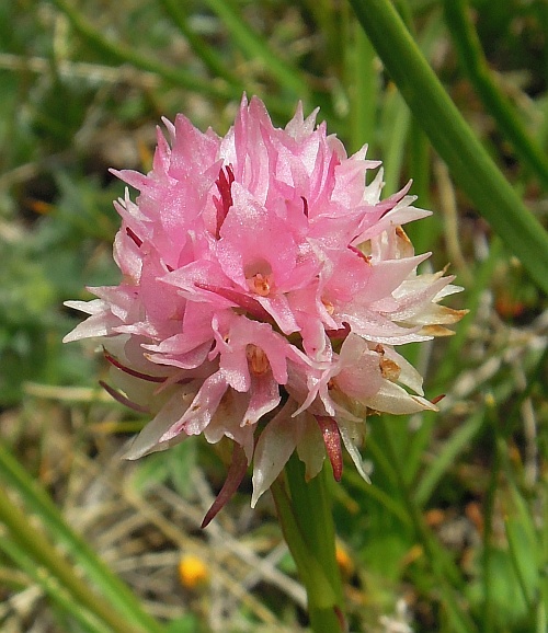 Nigritella widderi