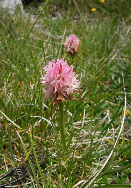 Nigritella widderi