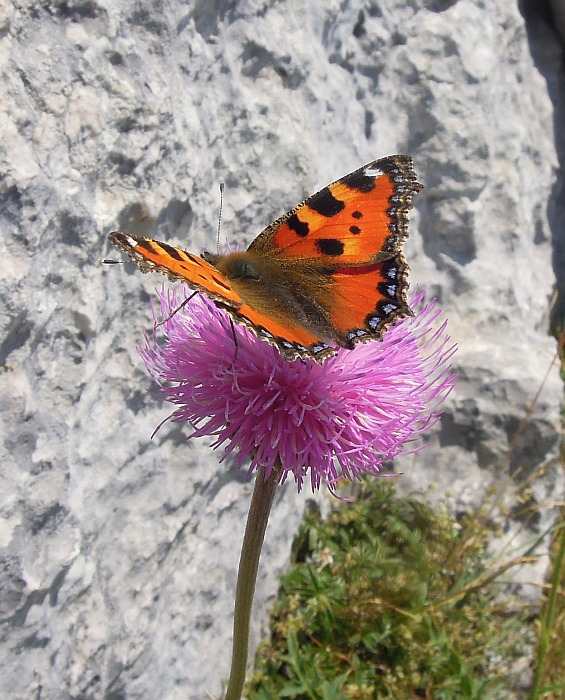 Aglais urticae? - S