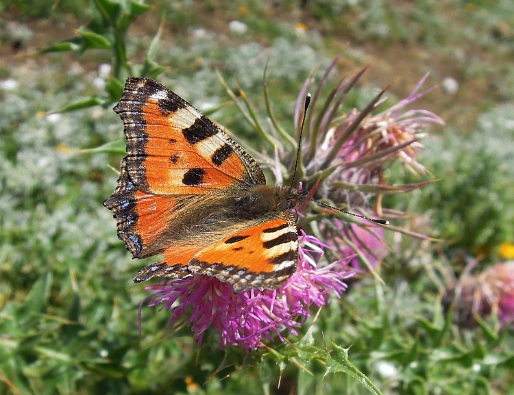 Aglais urticae? - S