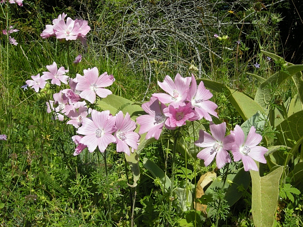 Malva ... alcea? no, Malva moschata
