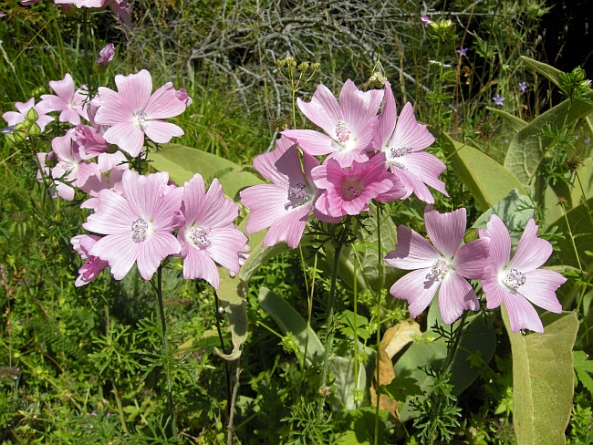 Malva ... alcea? no, Malva moschata